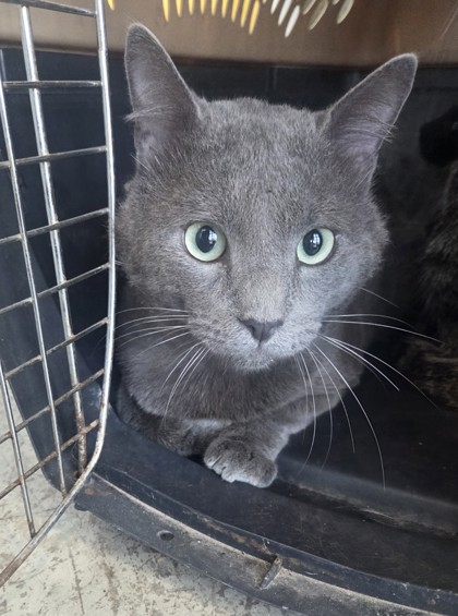 Shelter Stray Male Cat last seen , , TX, 355 Hillshire Dr, Haslet, TX 76052, USA