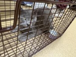 Shelter Stray Unknown Cat last seen Near Merribrook, Duncanville, TX, 1150 E Pleasant Run Rd, Cedar Hill, TX 75104, USA