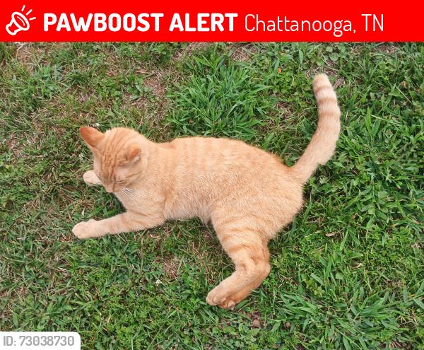 Lost Male Cat last seen Givers Road, Chattanooga, TN 37421
