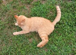 Lost Male Cat last seen Givers Road, Chattanooga, TN 37421