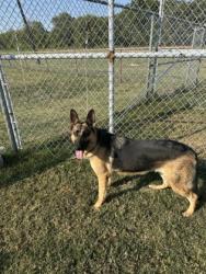 Shelter Stray Male Dog last seen Near block of Redbud Ln, 75125, TX, 114 S Central St, Ferris, TX 75125, USA