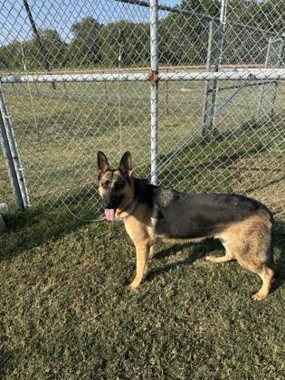 Shelter Stray Male Dog last seen Near block of Redbud Ln, 75125, TX, 114 S Central St, Ferris, TX 75125, USA