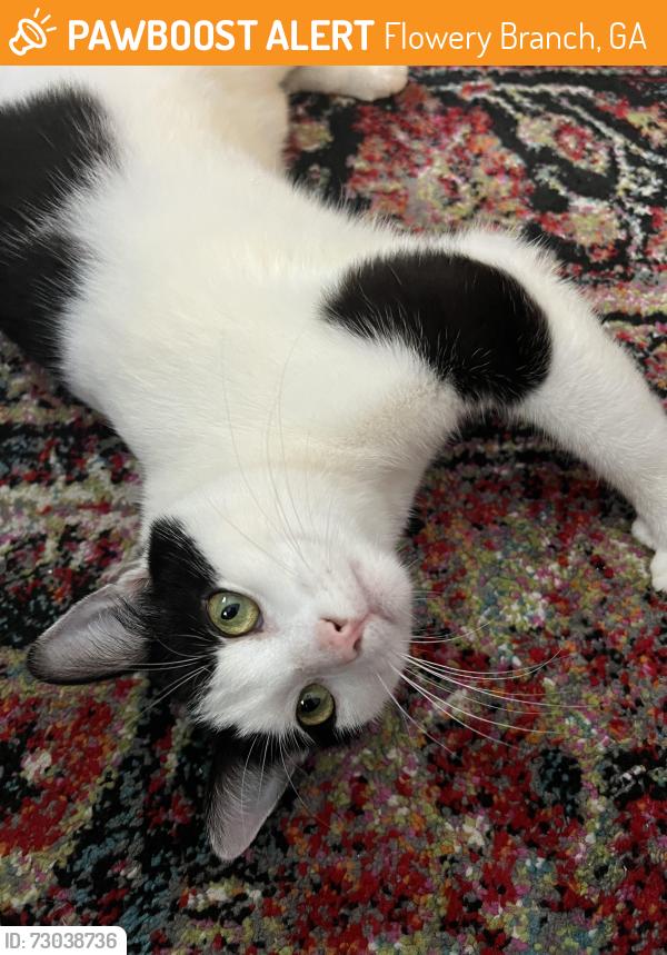 Found/Stray Female Cat last seen apmts at tree park circle, Flowery Branch, GA 30542