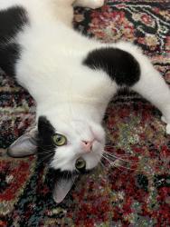 Found/Stray Female Cat last seen apmts at tree park circle, Flowery Branch, GA 30542