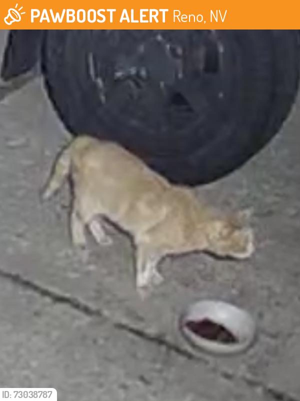 Found/Stray Unknown Cat last seen Silver shores accriss the street from the first cul de sac when coming in from silver lake dr near sand pebble, Reno, NV 89506