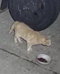 Found/Stray Unknown Cat last seen Silver shores accriss the street from the first cul de sac when coming in from silver lake dr near sand pebble, Reno, NV 89506