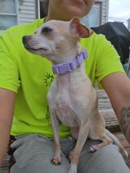 Lost Female Dog last seen Tano mall Walgreens , Edison, NJ 08837