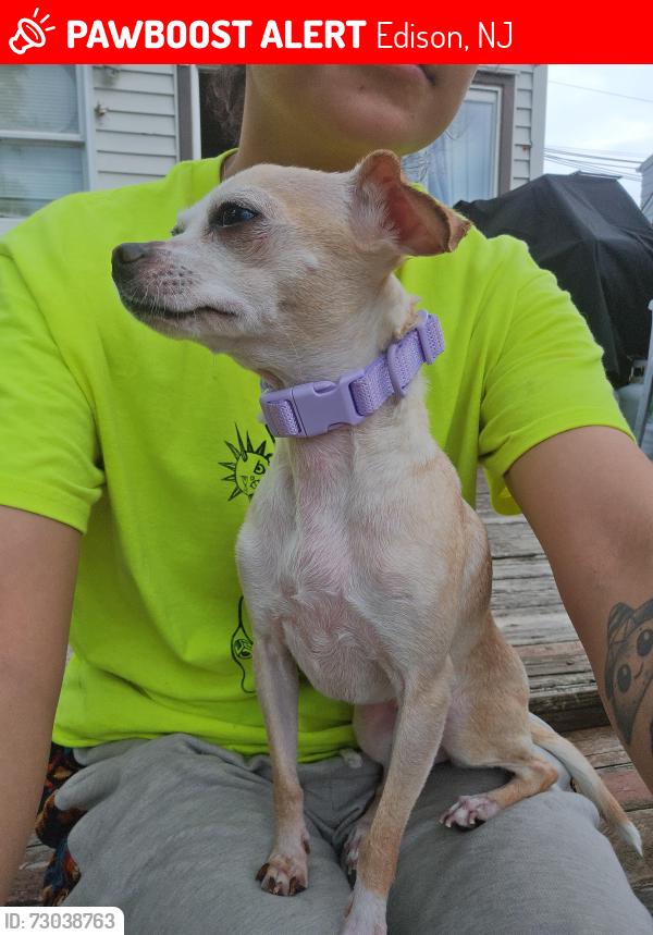 Lost Female Dog last seen Tano mall Walgreens , Edison, NJ 08837