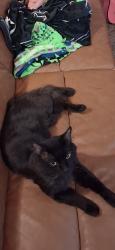 Lost Male Cat last seen 22nd and kingston, Aurora, CO 80010