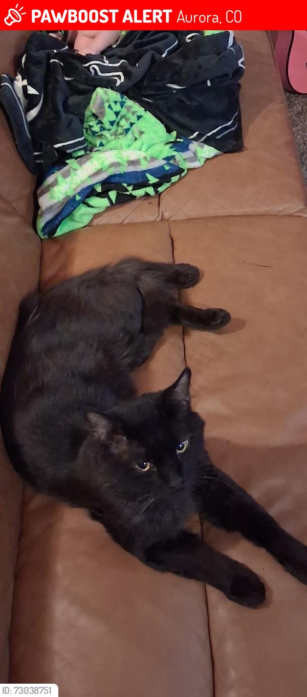 Lost Male Cat last seen 22nd and kingston, Aurora, CO 80010