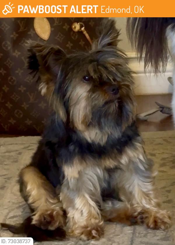 Found/Stray Unknown Dog last seen Edmond Road & Kelly, Edmond, OK, Edmond, OK 73003