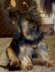 Found/Stray Unknown Dog last seen Edmond Road & Kelly, Edmond, OK, Edmond, OK 73003