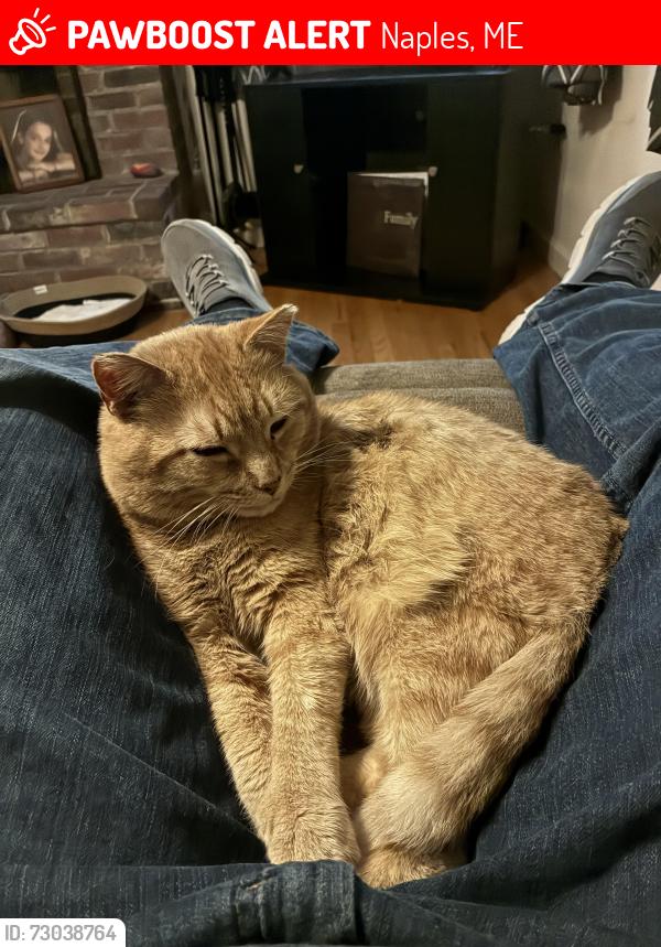 Lost Male Cat last seen State Park Rd, Naples, ME 04055
