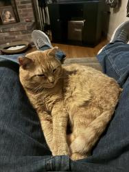 Lost Male Cat last seen State Park Rd, Naples, ME 04055