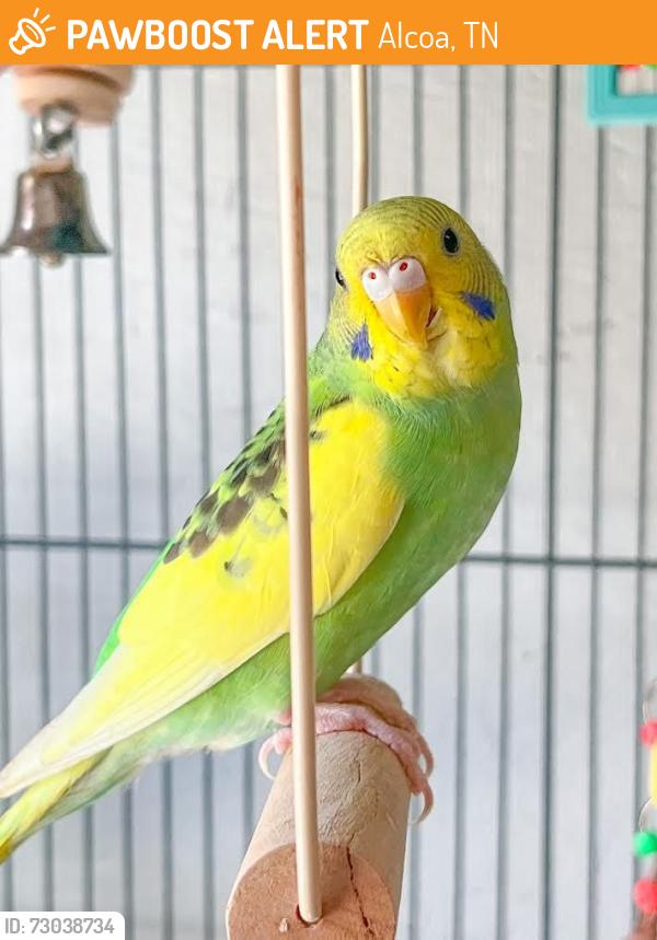 Found/Stray Unknown Bird last seen Grant Street near McKinley, Alcoa, TN 37701