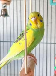 Found/Stray Unknown Bird last seen Grant Street near McKinley, Alcoa, TN 37701
