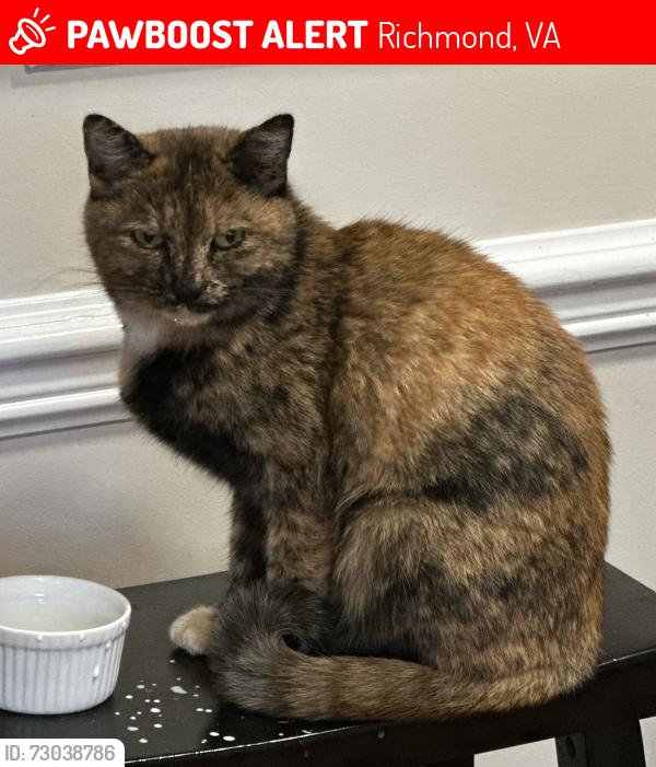 Lost Female Cat last seen Scarsborough Drive and Maplested Lane 23235, Richmond, VA 23235