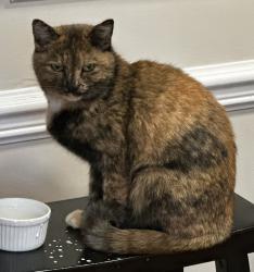 Lost Female Cat last seen Scarsborough Drive and Maplested Lane 23235, Richmond, VA 23235