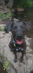 Lost Female Dog last seen combs flat rd., Prineville, OR 97754