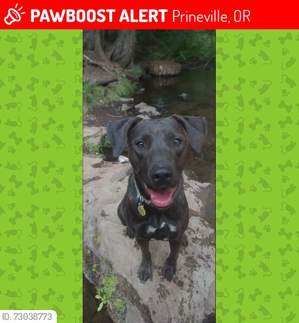 Lost Female Dog last seen combs flat rd., Prineville, OR 97754