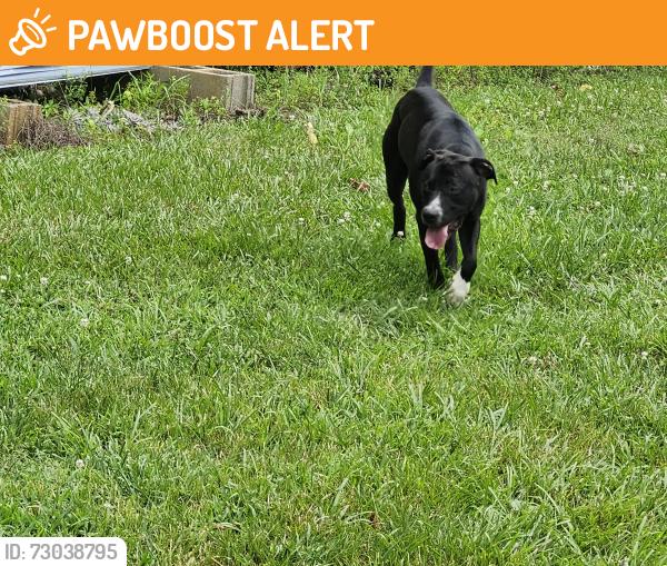 Found/Stray Male Dog last seen Hwy 58 & Smith Road, Hamilton County, TN 37363