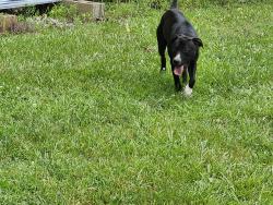 Found/Stray Male Dog last seen Hwy 58 & Smith Road, Hamilton County, TN 37363