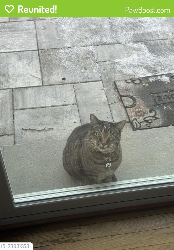 Reunited Male Cat last seen Karn’s grocery store , Boiling Springs, PA 17007