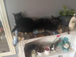 Lost Male Cat last seen Osage and Minerva, Wauconda, IL 60084