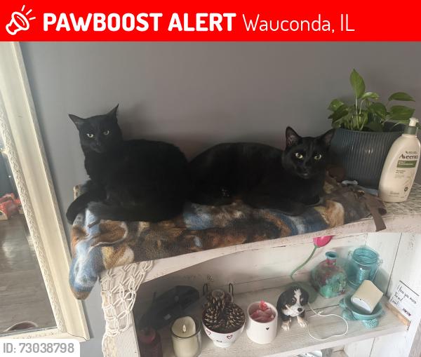 Lost Male Cat last seen Osage and Minerva, Wauconda, IL 60084