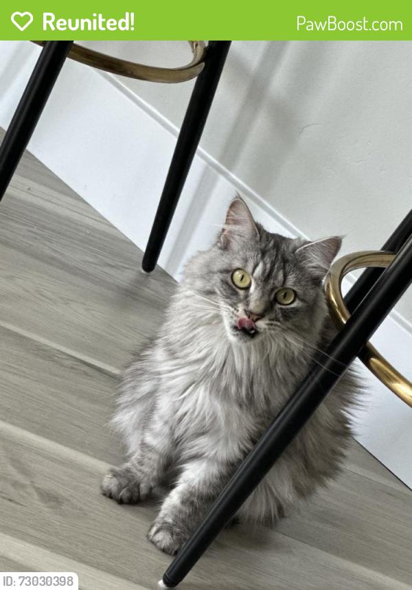 Reunited Female Cat last seen Near Buttonwood Ave, Malvern, PA 19355, USA, Malvern, PA 19355