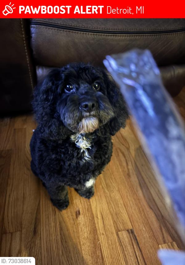 Lost Male Dog last seen Avon Ave and Pickford, Detroit, MI 48219