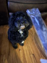 Lost Male Dog last seen Avon Ave and Pickford, Detroit, MI 48219