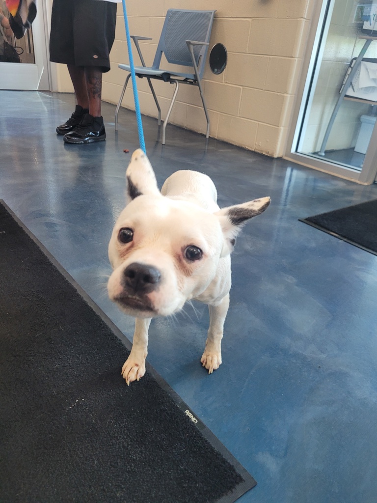 Shelter Stray Male Dog last seen Near Auburn Avenue, PONTIAC, MI, 48342, 1200 N Telegraph Building 42E, Pontiac, MI 48340, USA