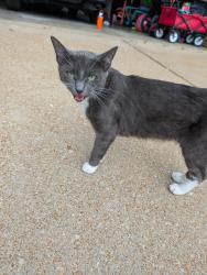 Found/Stray Unknown Cat last seen Near Bishops pl, St. Louis, MO 63109