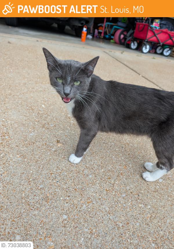 Found/Stray Unknown Cat last seen Near Bishops pl, St. Louis, MO 63109