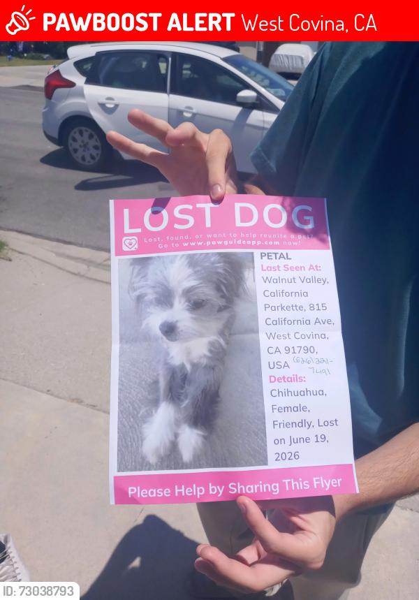 Lost Female Dog last seen California Parkette @ California and Cameron, West Covina, CA 91790
