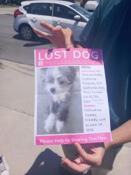 Lost Female Dog last seen California Parkette @ California and Cameron, West Covina, CA 91790