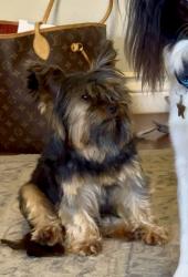 Found/Stray Female Dog last seen Santa Fe and 178th, Edmond, OK 73003
