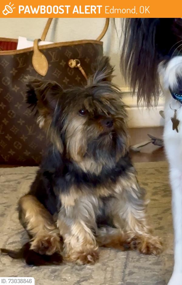 Found/Stray Female Dog last seen Santa Fe and 178th, Edmond, OK 73003