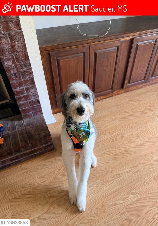 Lost Male Dog last seen Old highway 49, Saucier, MS 39574