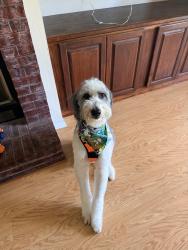 Lost Male Dog last seen Old highway 49, Saucier, MS 39574