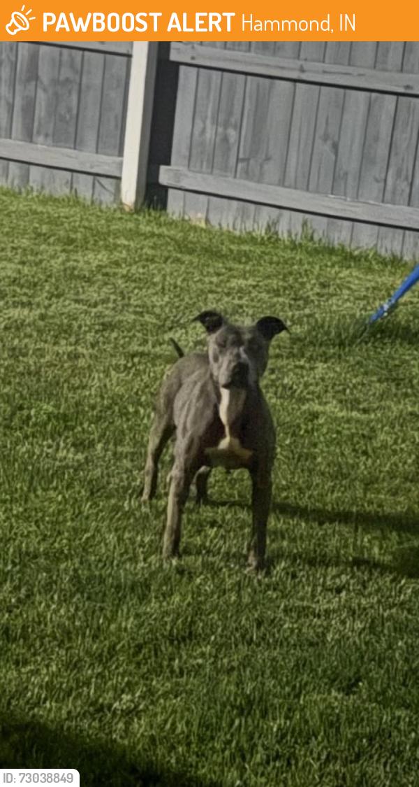 Found/Stray Unknown Dog last seen 169th and Indianapolis Blvd, Hammond, IN 46323
