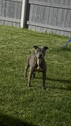 Found/Stray Unknown Dog last seen 169th and Indianapolis Blvd, Hammond, IN 46323