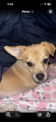 Found/Stray Female Dog last seen 11th and Apache Tulsa ,, Tulsa, OK 74115