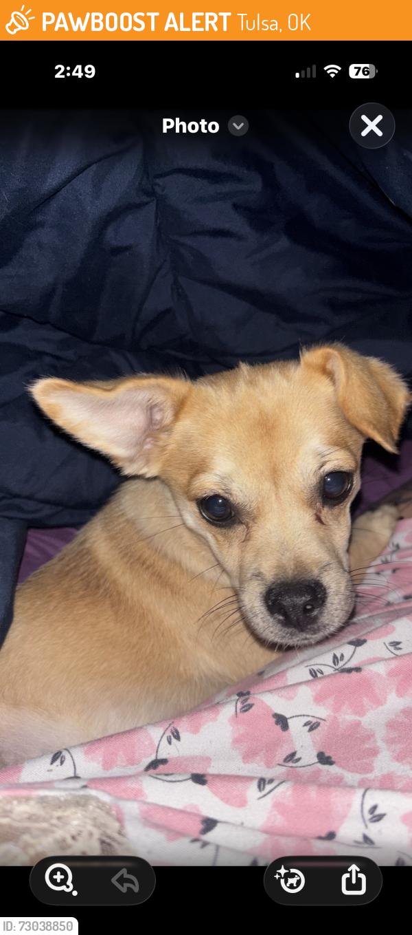 Found/Stray Female Dog last seen 11th and Apache Tulsa ,, Tulsa, OK 74115