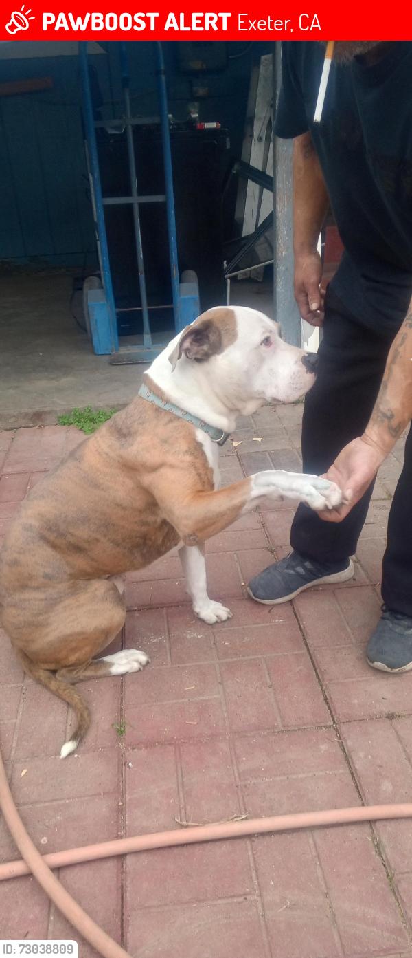 Lost Male Dog last seen E List Ave, Exeter, CA 93221
