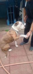 Lost Male Dog last seen E List Ave, Exeter, CA 93221