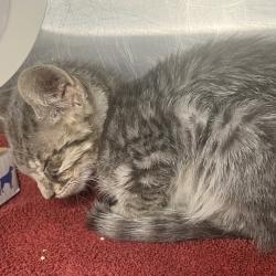 Shelter Stray Male Cat last seen , 4575 E Mesquite Ave, Palm Springs, CA 92264, USA
