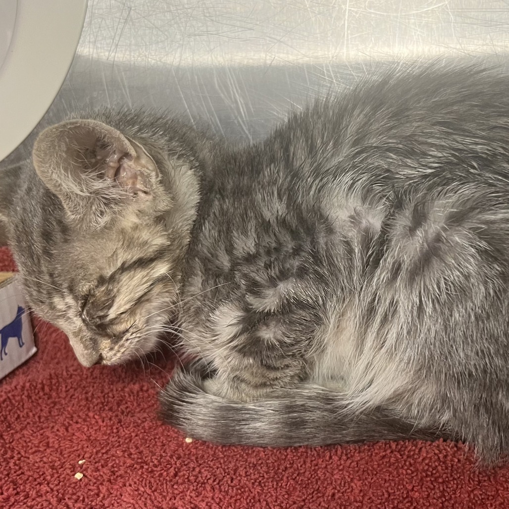 Shelter Stray Male Cat last seen , 4575 E Mesquite Ave, Palm Springs, CA 92264, USA
