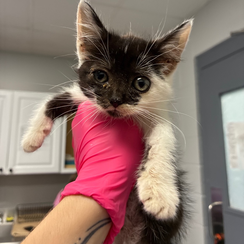 Shelter Stray Female Cat last seen , 328 Furman Hall Rd, Greenville, SC 29609, USA